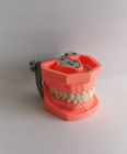 रंगीन ब्रशिंग प्लास्टिक दंत दांत मॉडल हटाने योग्य